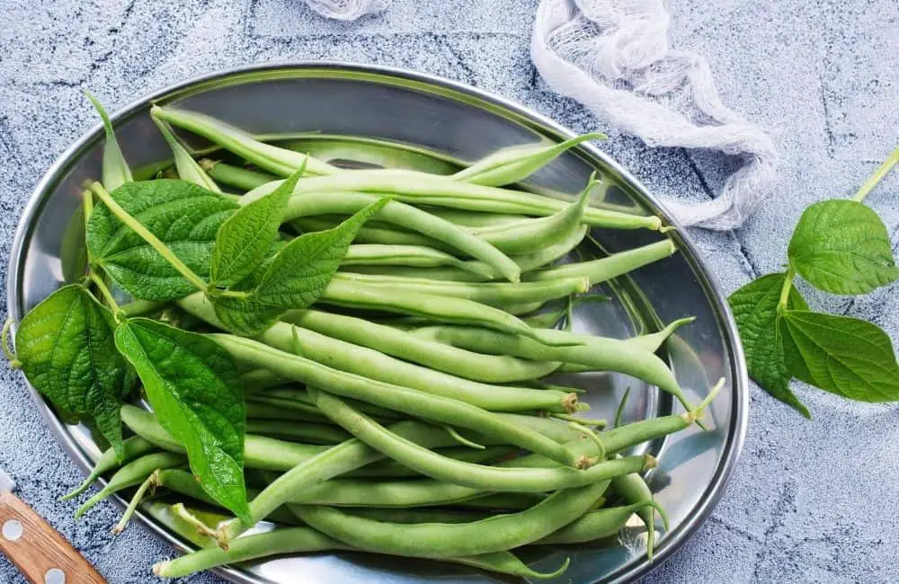 Can You Vacuum Seal Green Beans? Know the Truth! Vacuumsealer Zone